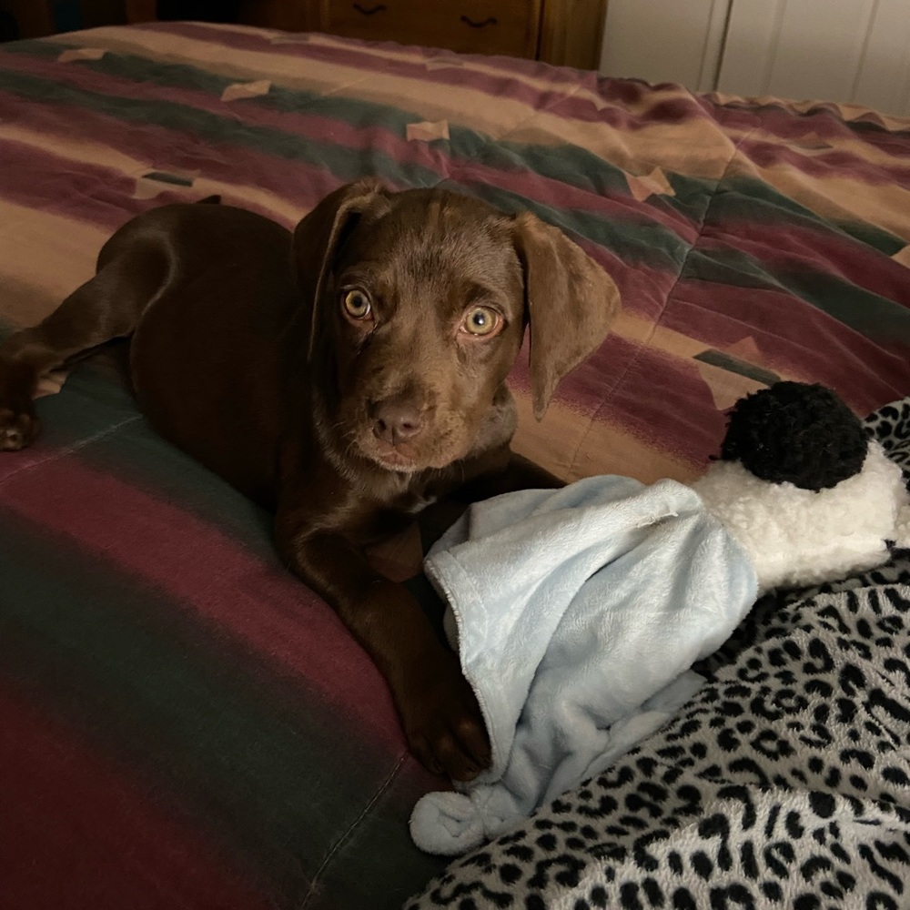 Meet Bailey Part 2 — - Picture 5 of 16